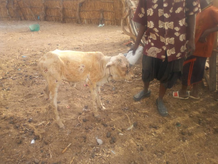 Images de l'incendie dans le village Kossy Aly Gueye