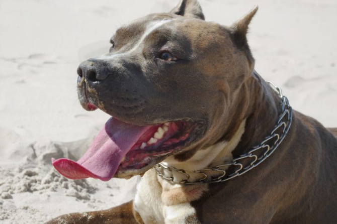 Attaques de pitbulls: « En cas de décès, un délit d'homicide involontaire pèse sur les propriétaires »