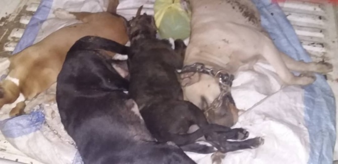 Les images des cadavres des chiens de race qui contredisent le sous-préfet Oumar Ndiaye