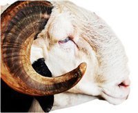Prix de la liberté pour un trafiquant de chanvre indien: un mouton de race « Ladoum »