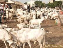 102.000 moutons recensés dans les foirails de Louga