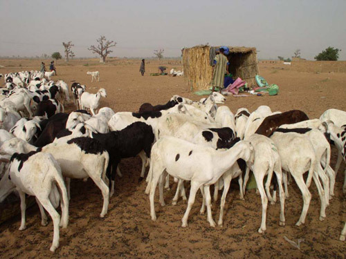 Tabaski - 712000 moutons pour approvisionner le marché