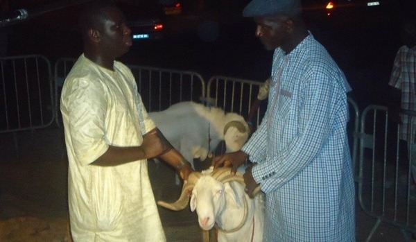 [Photos] Tabaski: Salam Diallo débourse 1 millions cent pour un mouton chez Gallo thiéllo
