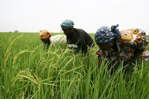 Promotion du Sésame: L’institut de recherche agricole de Bambey ouvre ses portes aux partenaires