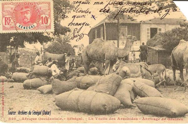 ( Photo Archive ) - La traite des arachides : arrivage des graines.