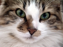 Incroyable! Un chat hérite de 10 millions d'euros