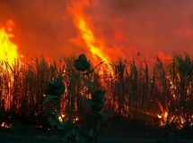 Fouladou: Quelques 200 hectares de riz emportés par les flammes