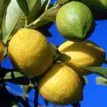 Conseil Santé : Des Céphalées au Tremblement, 38 maux guéris par le Citron !