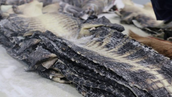 Trafic de peaux de bête: 3 délinquants tombent à Kolda
