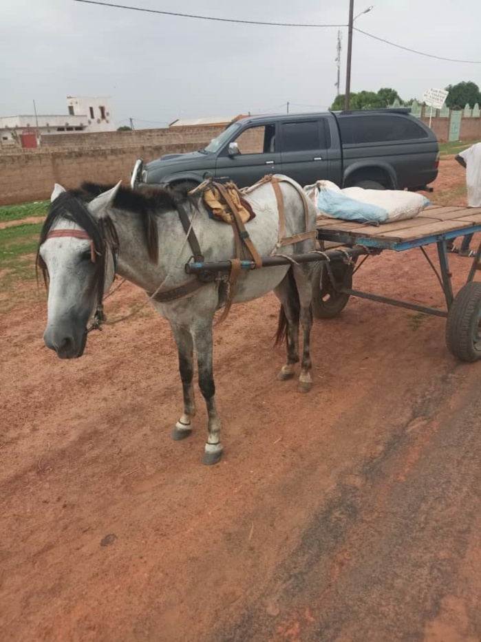 Kaolack:  300 kg de chanvre indien saisis par la Douane