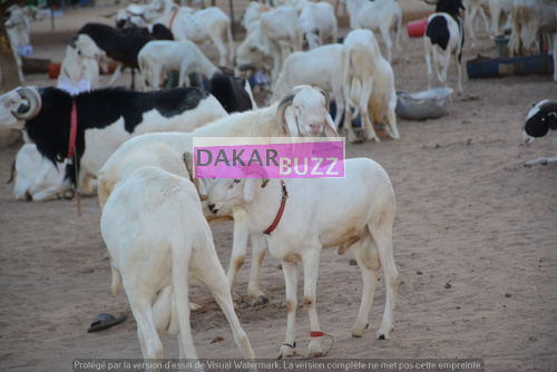 PHOTOS - Première Tabaski sans Cheikh Béthio Thioune: Découvrez ce que Sokhna Bator et Sokhna Adja Saliou ont fait pour Sokhna Aida Saliou