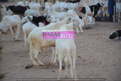PHOTOS - Première Tabaski sans Cheikh Béthio Thioune: Découvrez ce que Sokhna Bator et Sokhna Adja Saliou ont fait pour Sokhna Aida Saliou