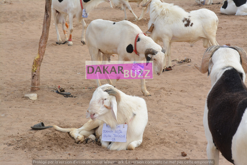PHOTOS - Première Tabaski sans Cheikh Béthio Thioune: Découvrez ce que Sokhna Bator et Sokhna Adja Saliou ont fait pour Sokhna Aida Saliou