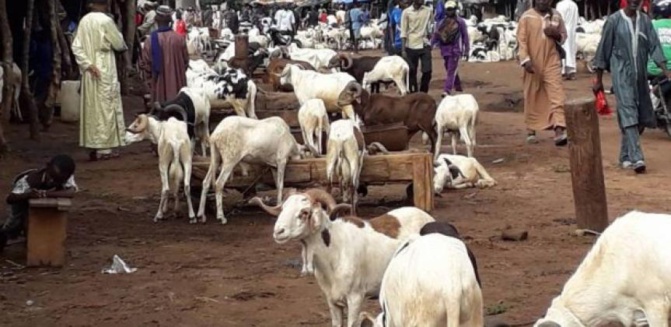 Marchés à bétail de Séwékhaye et Toubatoul, deux sites aux fortunes diverses