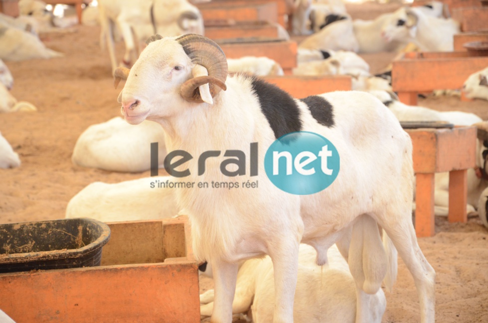 PHOTOS - A la découverte de la bergerie Khadim Rassoul, spécialiste du mouton "Ladoum"