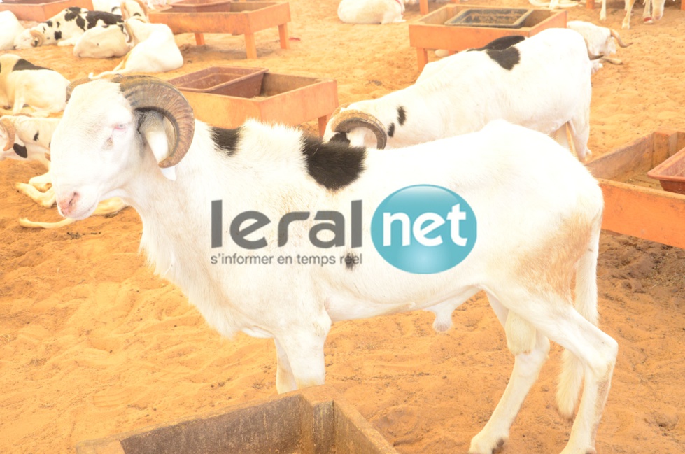 PHOTOS - A la découverte de la bergerie Khadim Rassoul, spécialiste du mouton "Ladoum"