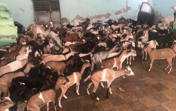 Moutons, chèvres, boeufs: Cheikh Mahy Cissé à la rescousse des nécessiteux