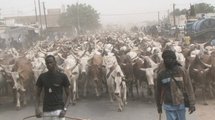 Cheikh Béthio Thioune fait sa démonstration de force : 1000 bœufs pour un Magal de Berndé