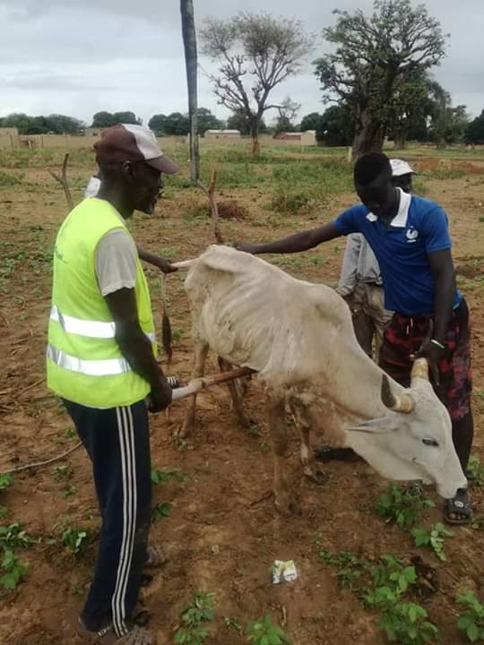Kaolack: La rareté des pluies décime le cheptel Kaolack: La rareté des pluies décime le cheptel