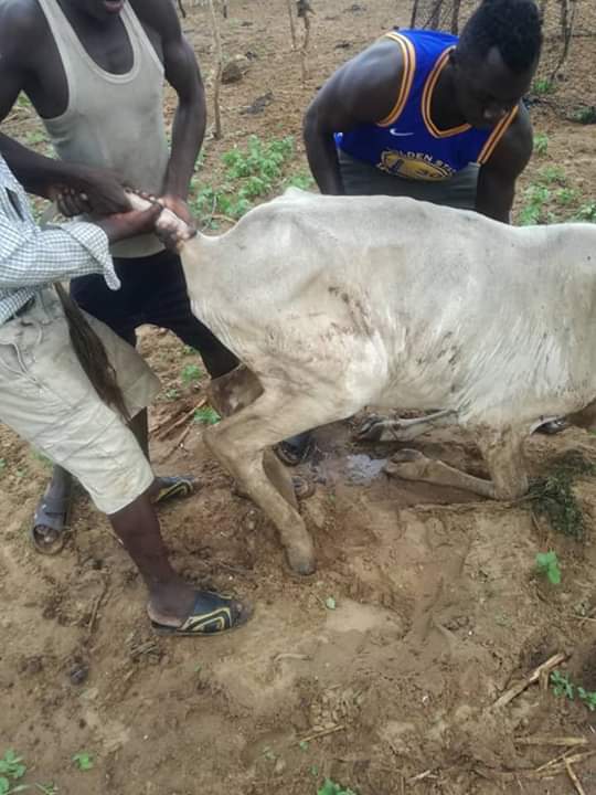 Kaolack: La rareté des pluies décime le cheptel Kaolack: La rareté des pluies décime le cheptel