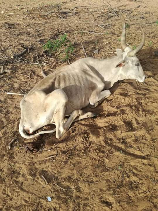Kaolack: La rareté des pluies décime le cheptel Kaolack: La rareté des pluies décime le cheptel