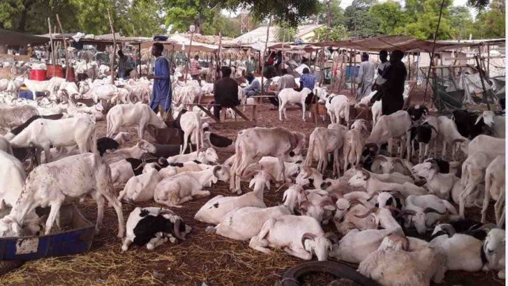 La Tabaski de galère de Bakary: A défaut d’un mouton, le géomètre se contente d’une brebis et essuie les pleurs de sa femme !