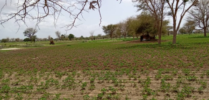 Hivernage: En tournée à Kaolack, le ministre de l'Agriculture exprime sa satisfaction Hivernage: En tournée à Kaolack, le ministre de l'Agriculture exprime sa satisfaction