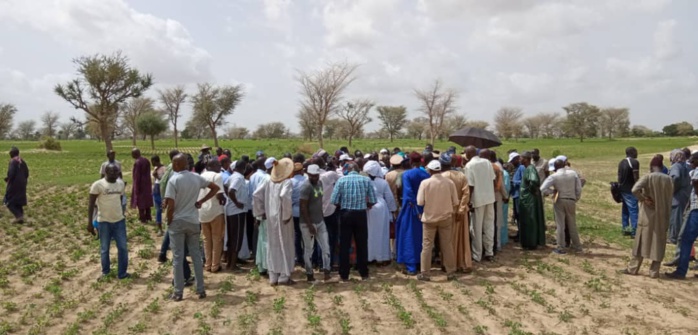 Hivernage: En tournée à Kaolack, le ministre de l'Agriculture exprime sa satisfaction Hivernage: En tournée à Kaolack, le ministre de l'Agriculture exprime sa satisfaction