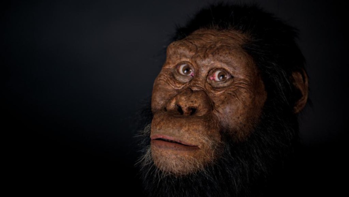 Le plus vieux crâne fossile d’australopithèque a été découvert en Éthiopie