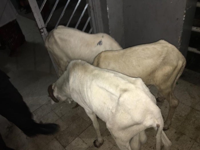 Kaolack - Bébé Achoura: Un triplé pour la nouvelle année musulmane