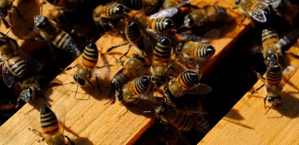 Kaffrine: Les abeilles empêchent l’enterrement d’un corps