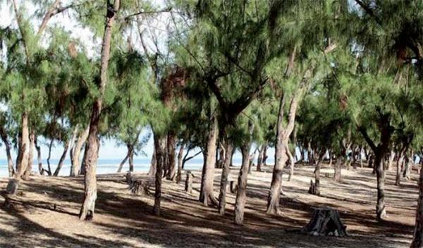 Conflit foncier à Mbour: La déclassification de la forêt classée de Nianing rejetée par les éleveurs