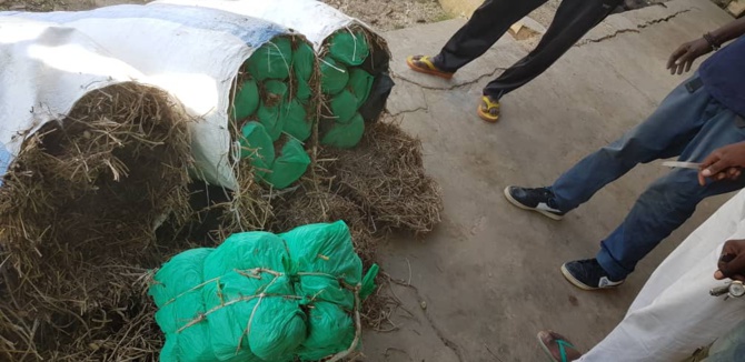 210 kg de chanvre indien saisis par la Brigade maritime des Douanes de Foundiougne