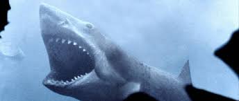 Australie: Un requin arrache le pied droit  d'un touriste anglais de 28 ans