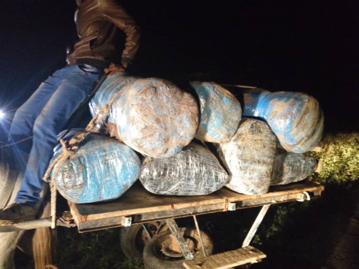 Thiès : Saisie de 660 kilogrammes de chanvre indien sur des charrettes  (images)