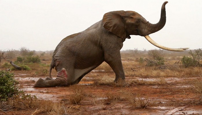 Namibie: un touriste australien tué par un éléphant