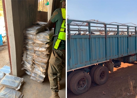 Kédougou: la Brigade des Douanes de Moussala saisit 248 kg de chanvre indien (images)