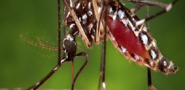 Kaffrine: 3 nouveaux cas de dengue détectés, les femmes les plus touchées