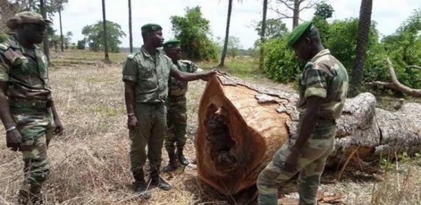 Coupe illicite de bois : 9 Burkinabés arrêtés à Kédougou Coupe illicite de bois : 9 Burkinabés arrêtés à Kédougou