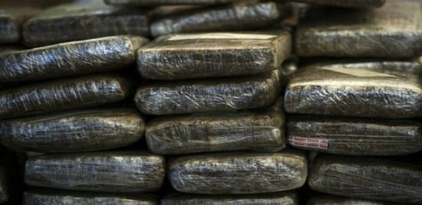 Drogue: La police saisit 41 kilos de chanvre indien de type «Brown» 