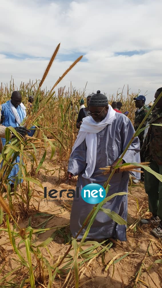 PHOTOS - SAMUEL SARR en plein travail dans les champs de son marabout