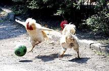 Un Coq Sportif en plein action, contre de balle digne des vrai pros du football