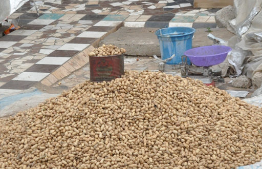 Campagne de commercialisation de l’arachide : les producteurs de Nioro choisissent les loumas