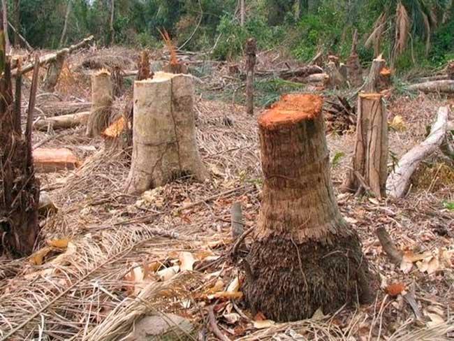 Kaolack : Barham Sow tue un exploitant forestier pour 2.000 FCfa