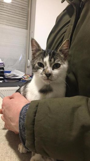 France: Deux adolescents enferment un chaton dans un micro-onde, l’allume et diffusent la vidéo sur la toile France: Deux adolescents enferment un chaton dans un micro-onde, l’allume et diffusent la vidéo sur la toile