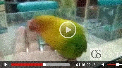 Video: Insolite Un perroquet reproduit une scène pornographique Regardez