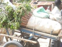 Commerce de manioc à Pire Gourèye: Une niche de marché 