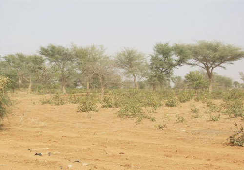 Expropriation foncière a Diass: La population réclame à l’état la restitution de plus de 20 000ha destinés à des projets fantômes de Wade
