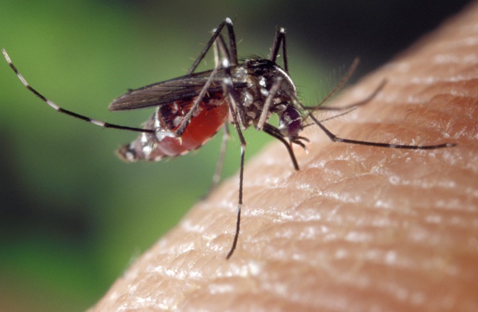 Diourbel: 66 décès du paludisme en 6 mois