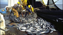 Les licences de pêche prolongées de trois mois depuis le 6 mai